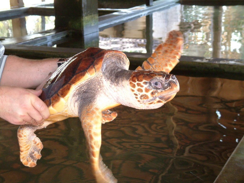 03-Marjolijn is holding a mature turtle.jpg - Marjolijn is holding a mature turtle